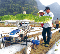 The Tobacco Transplanter And Its Planting Process