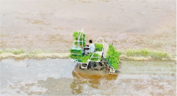 Transplanter de alta velocidad