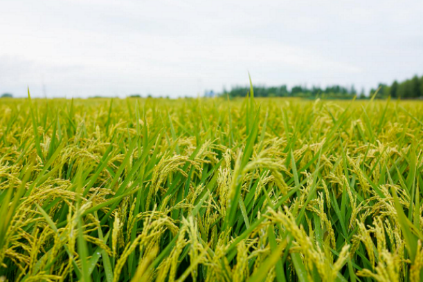 Gestión de la fase verde del arroz